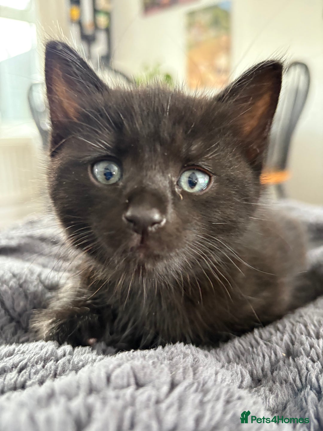 Mixed Breed cats for sale: One male and female kitten - Image 4