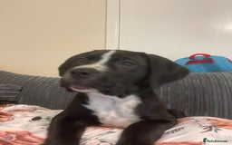Mixed Breed dogs for sale: Staff X Cane Corso Pup - Image 6