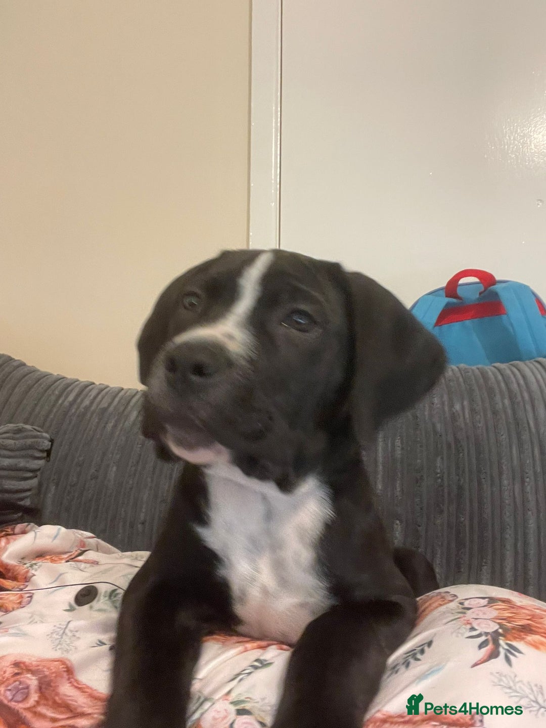 Mixed Breed dogs for sale: Staff X Cane Corso Pup - Image 6