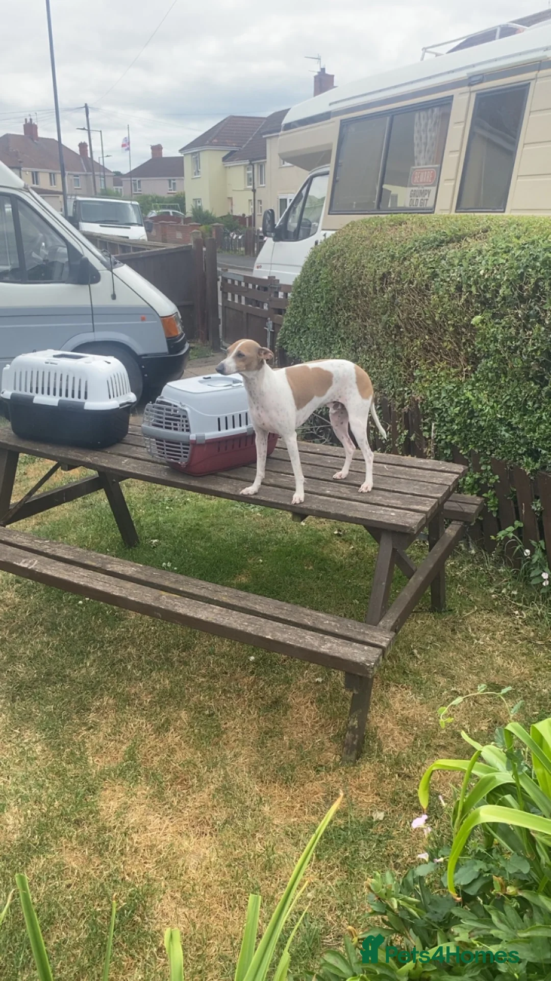 Italian Greyhound dogs for sale: Italian greyhounds - Advert 2