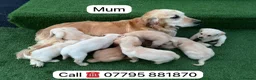 Goldador dogs for sale: Goldador puppies 9 available  - Advert 16