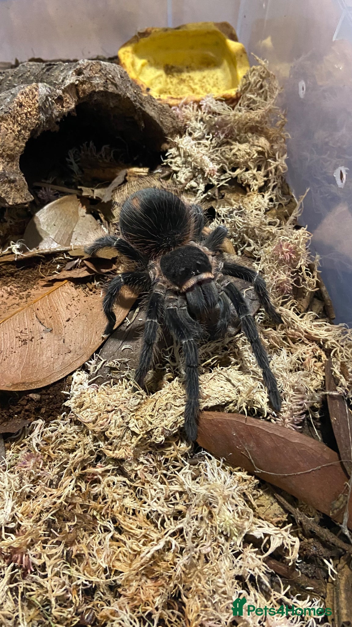 Tarantulas invertebrates Bird Eater & Electric Blue Tarantula For Sale  - Advert 2