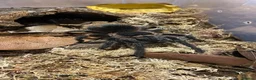 Tarantulas invertebrates for sale: Bird Eater & Electric Blue Tarantula For Sale  - Advert 1