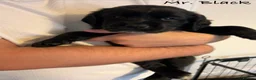 Mixed Breed dogs for sale: Gorgeous puppies - Advert 6