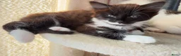 Mixed Breed cats for sale: 2 boys looking fir loving home - Advert 3