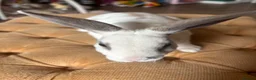 Rex rabbits for sale: 3 Baby mini Rex bunnies for sale 2 boys 1 girl  - Advert 11