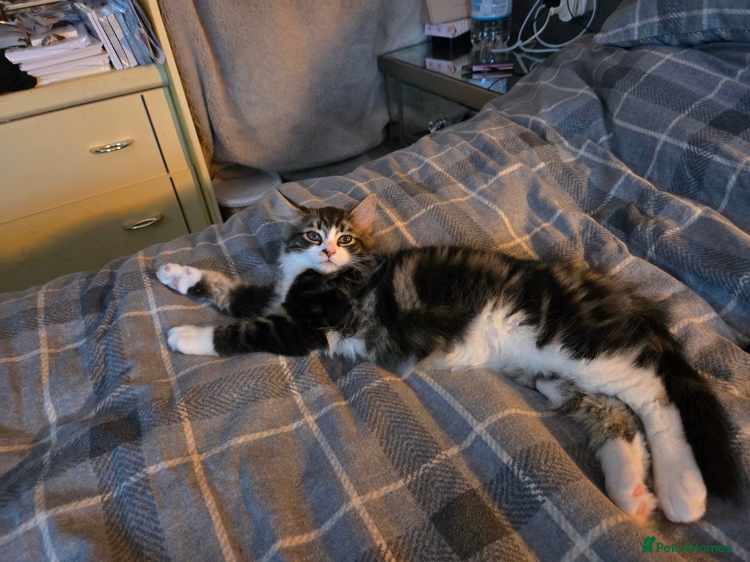 Mixed Breed cats for sale: Fluffy kitten for forever home - Advert 5