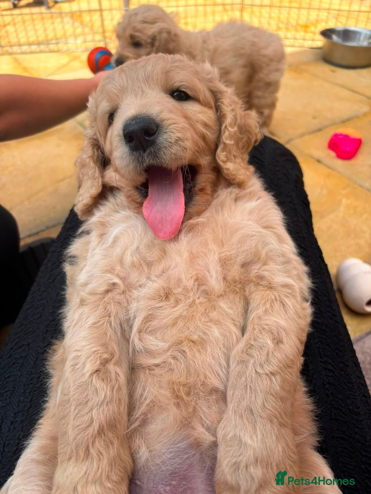Goldendoodle dogs Golden doodles F1 - Advert 2