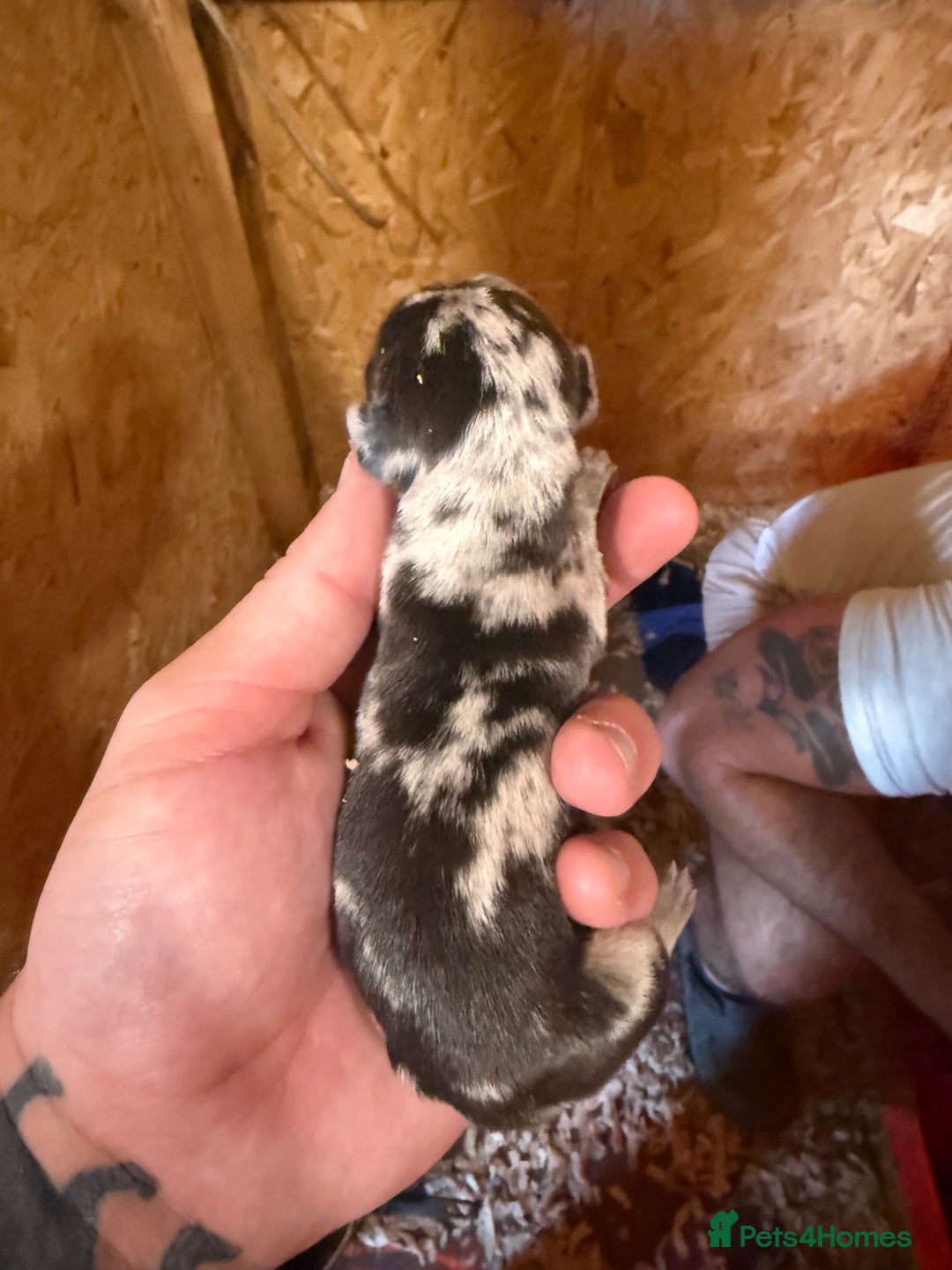 Dachshund dogs for sale: 7 cracking dachshund puppies  - Image 7
