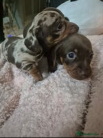 Miniature Dachshund dogs - Advert 3