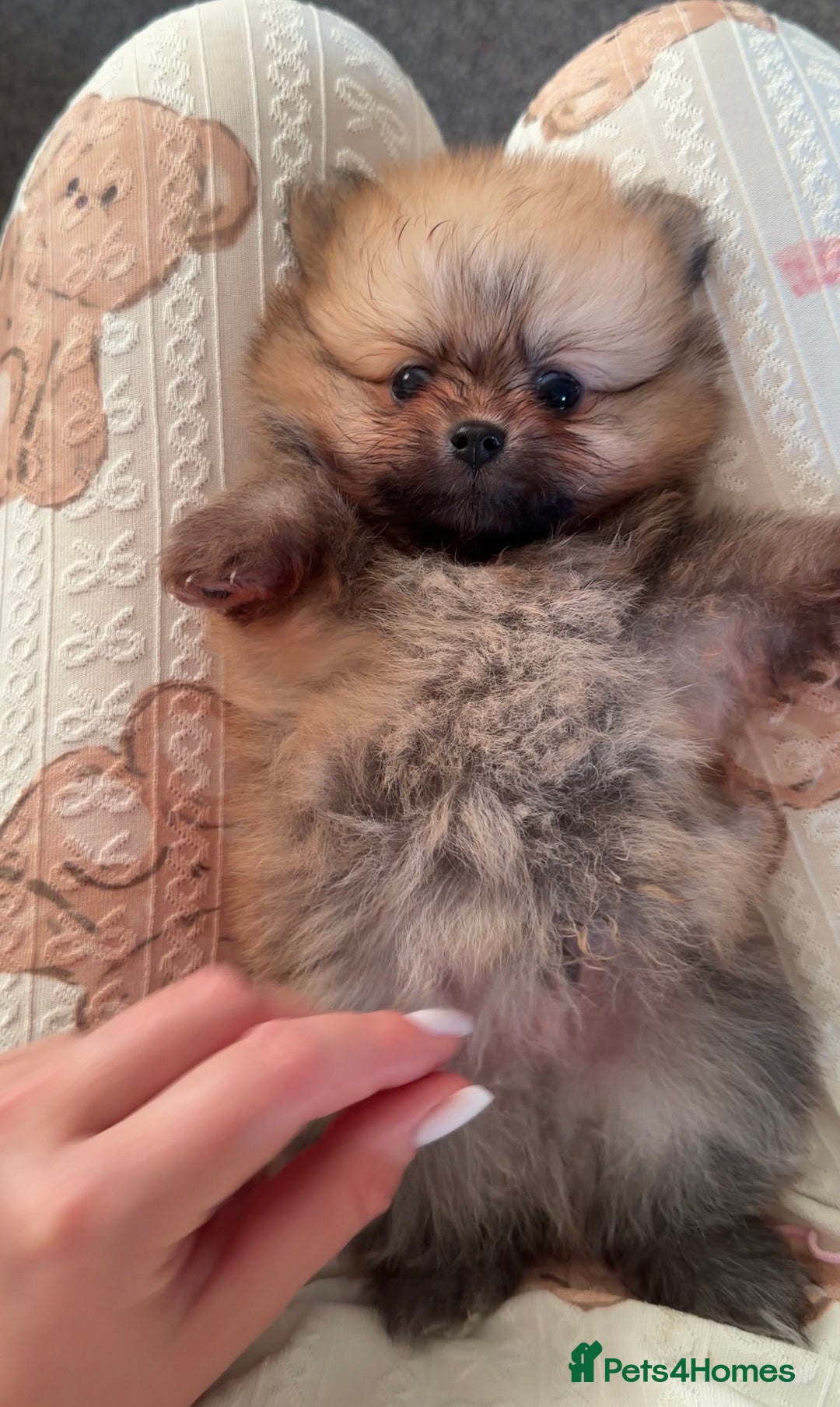 Pomeranian dogs for sale: Fluffy Pomeranian Boys Full of Love  - Advert 3