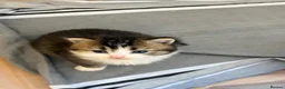 British Longhair cats for sale: 4 Gorgeous Fluffy Kittens Ginger Boys Tabby Girls - Advert 21