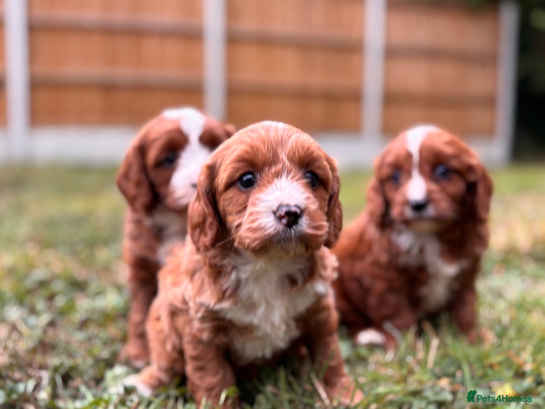 Cavapoo dogs for sale: Stunning cavapoo pups *ready to leave 29th august* - Image 11