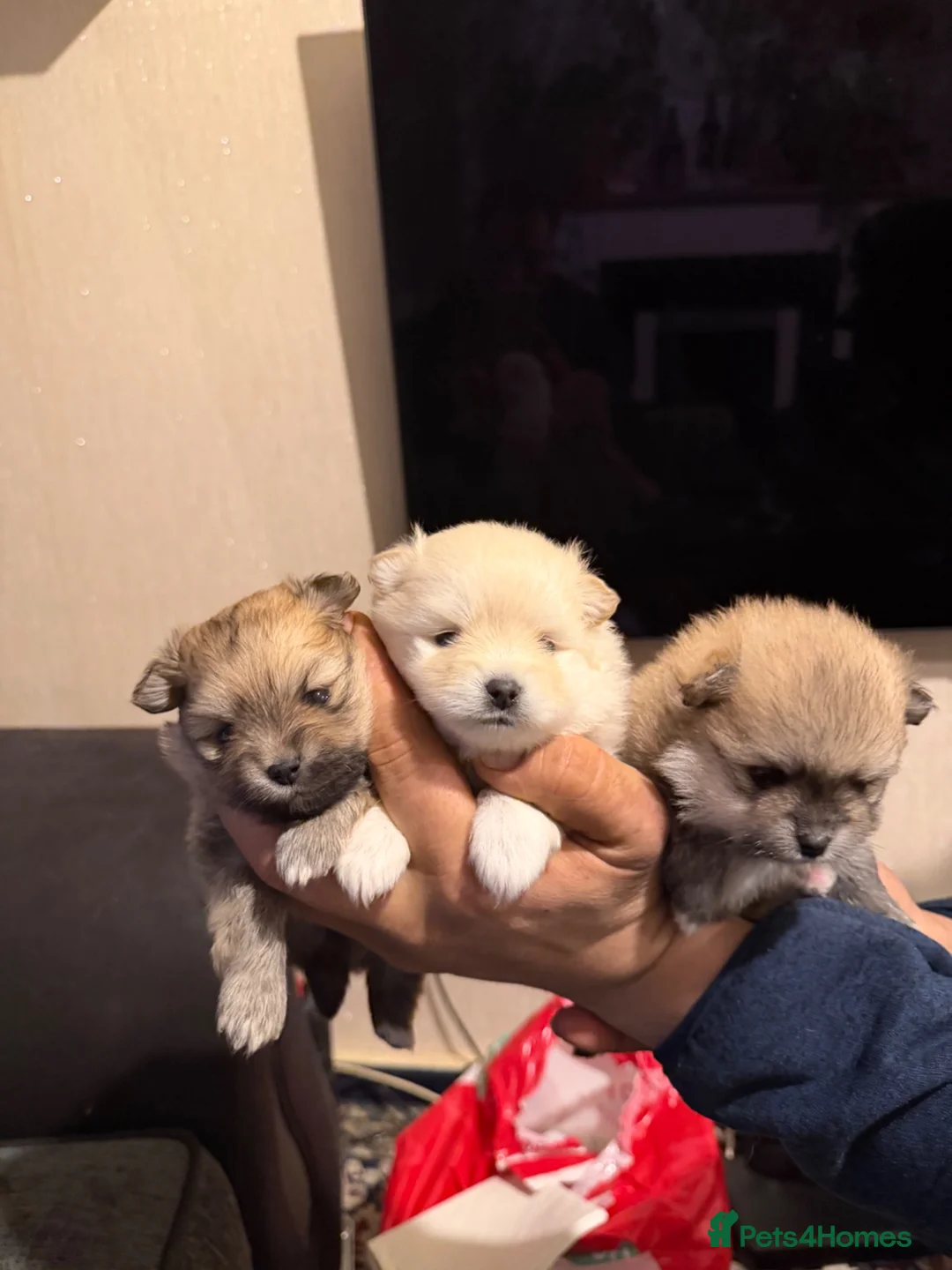 Pomeranian dogs for sale: Pomeranian  - Advert 1