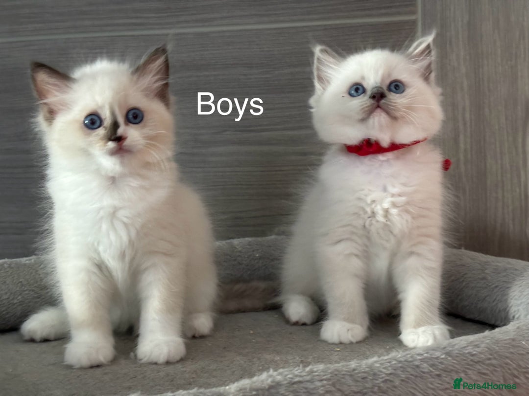 Ragdoll cats for sale: Attention🎈Rare Kitten  - Image 4