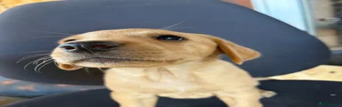 Labrador Retriever 6