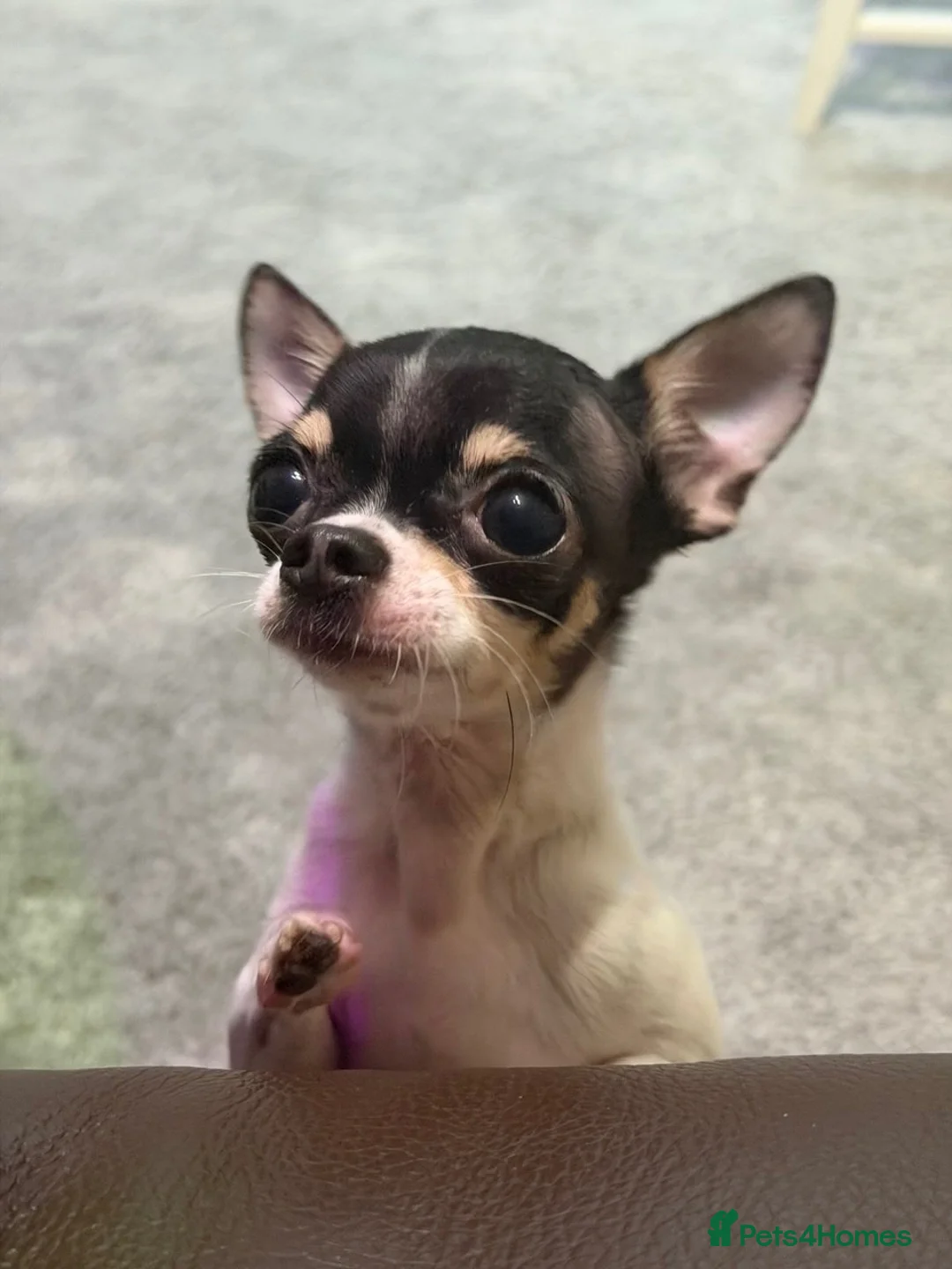 Chihuahua dogs for stud: Coco is ready for stud  - Advert 2