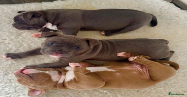 American Bully dogs - Advert 8