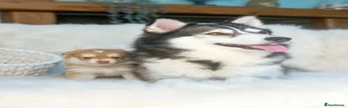 Puppy 5