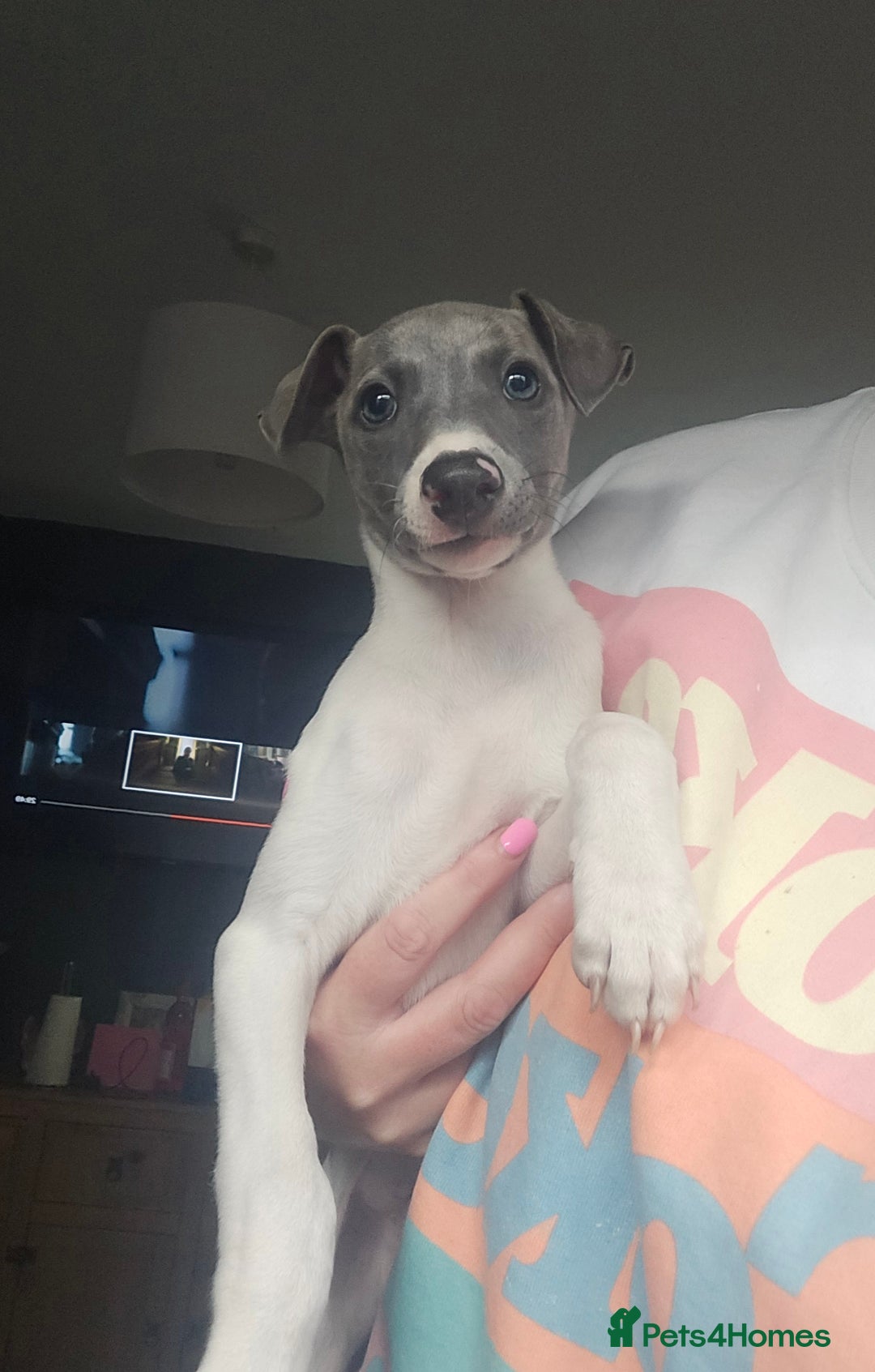 Whippet dogs for sale: ✅️ Ready to leave - KC whippets 🧡 - Image 8