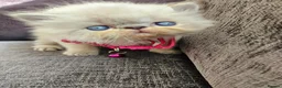 Persian cats for sale: Stunning Top Quality Persian Kittens  - Advert 16