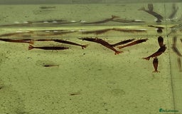 Shrimps fish for sale: cherry shrimp high grades - Image 3