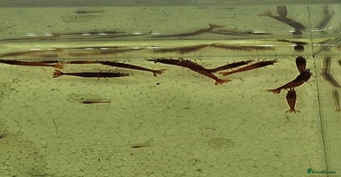 Shrimps fish - Advert 4