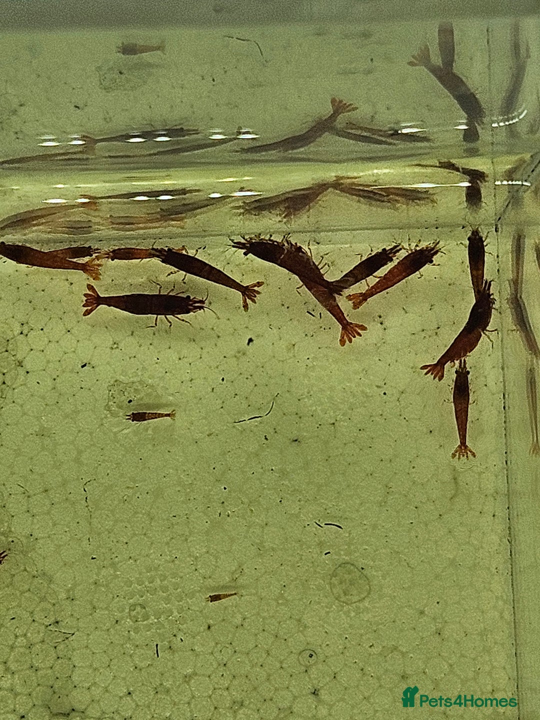 Shrimps fish for sale: cherry shrimp high grades - Image 3