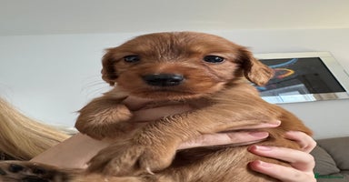 Cocker Spaniel dogs - Advert 6