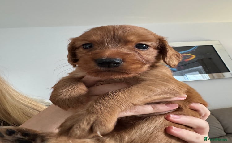 Cocker Spaniel dogs - Advert 13