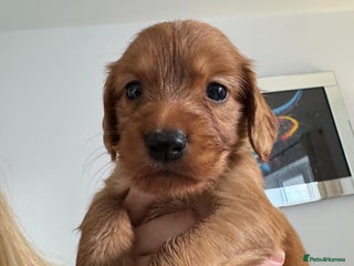 Cocker Spaniel dogs - Advert 11