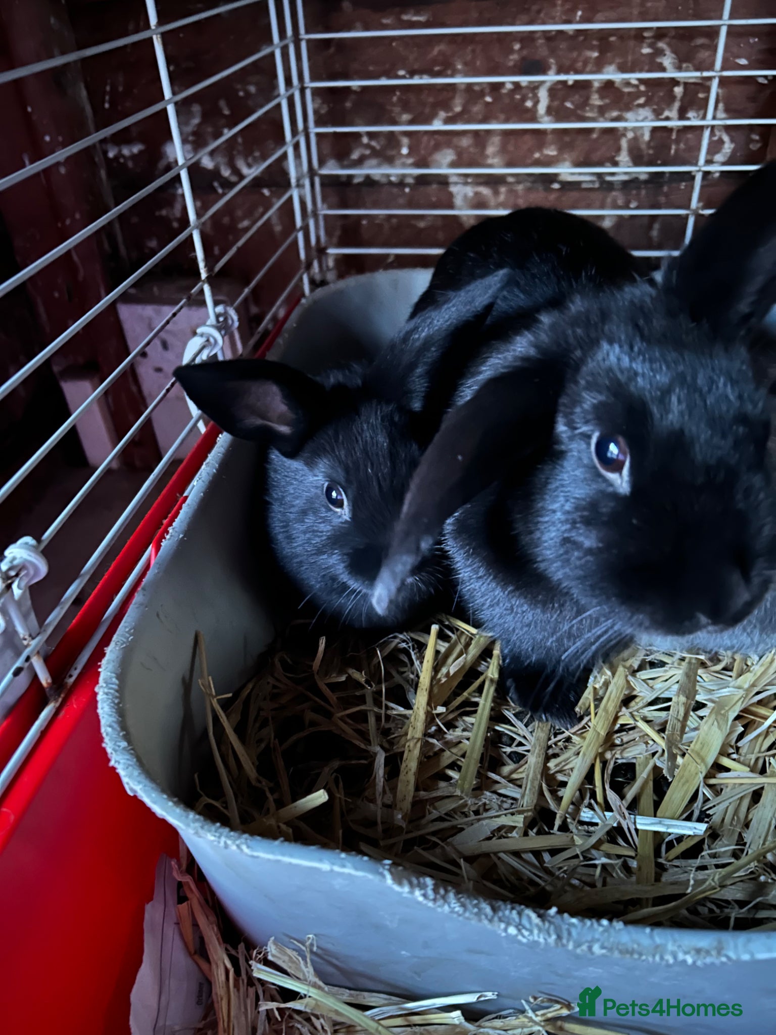 Mini Lop rabbits Mini lop bunnies for sale  - Advert 1