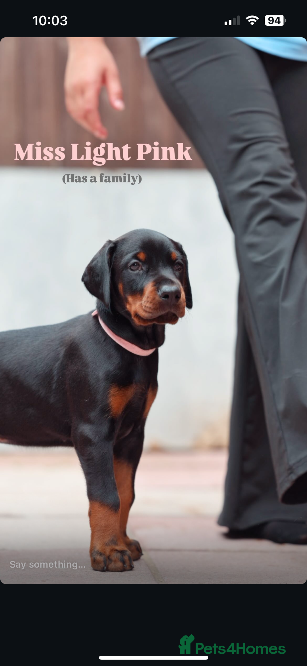 Dobermann dogs for sale: Exceptional Confident European Doberman puppies - Image 19