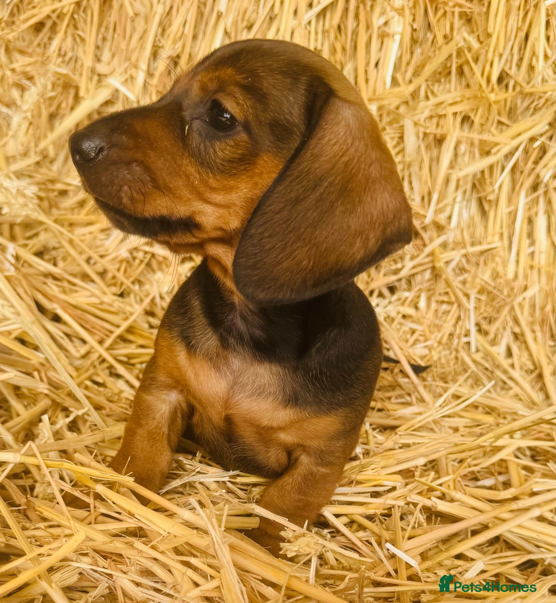Miniature Dachshund dogs The three triplets 🐶🐶🐶 - Advert 2