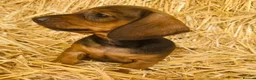 Miniature Dachshund dogs for sale: The three triplets 🐶🐶🐶 - Advert 3