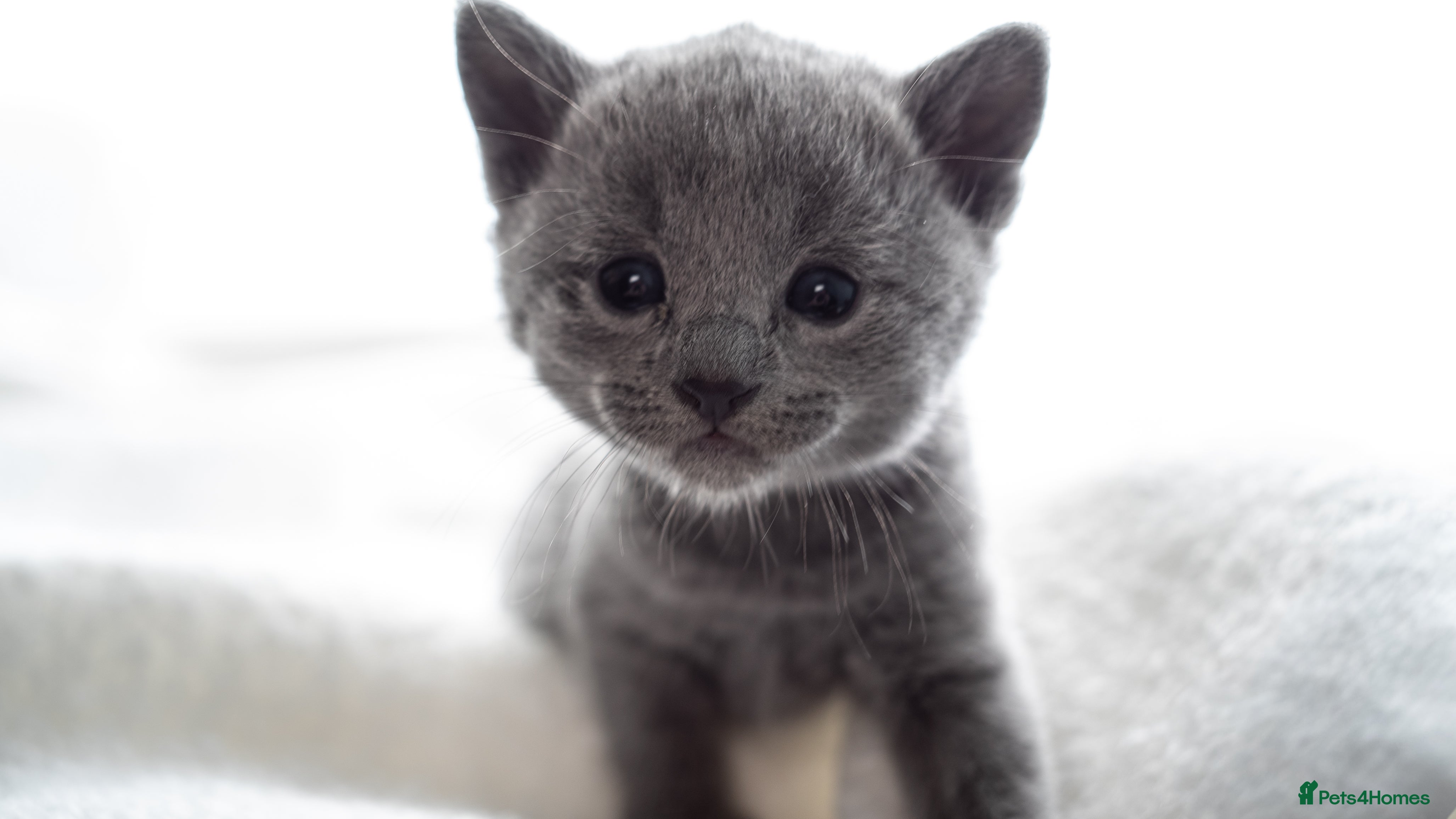 Russian Blue cats *One Beautiful Russian Blue Male Kitten Left!* - Advert 1