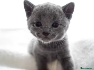 Russian Blue cats *One Beautiful Russian Blue Male Kitten Left!* - Advert 1