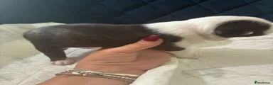 Boston Terrier 11