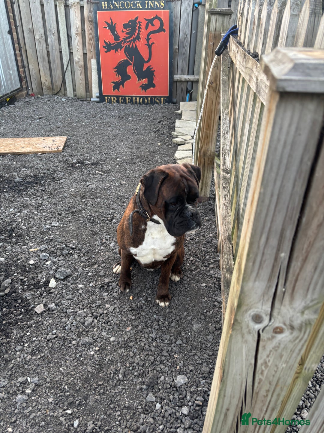 Boxer dogs for sale: KC registered boxer puppies  - Advert 15