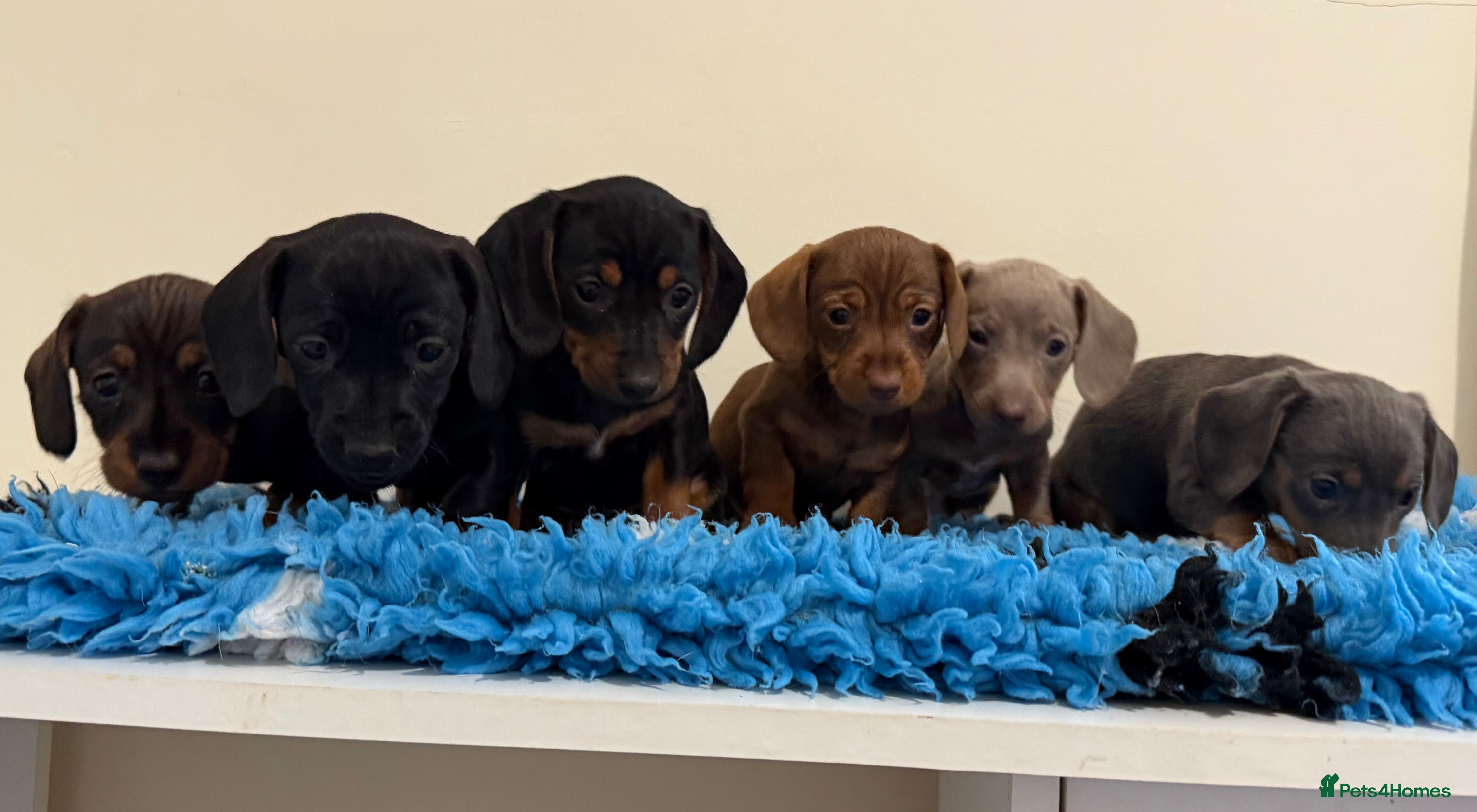 Miniature Dachshund dogs Miniature dachshund puppies in Marlborough - Advert 5