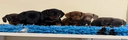 Miniature Dachshund dogs for sale: Miniature dachshund puppies in Marlborough - Advert 1