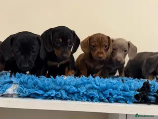 Miniature Dachshund dogs Miniature dachshund puppies in Marlborough - Advert 5