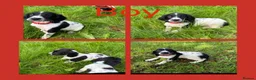 English Springer Spaniel dogs for sale: KC Registered English Springer Spaniel Puppies  - Advert 10