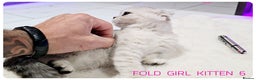 Scottish Fold cats for sale: SCOTTISH FOLD KITTENS (DELIVERY  AVAILABLE) - Advert 16