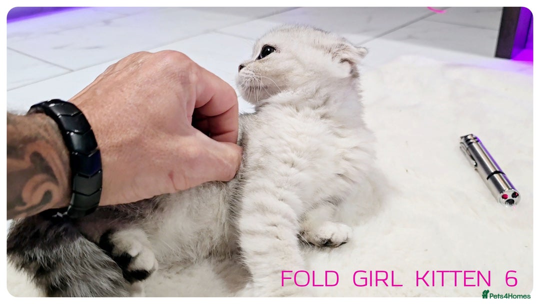 Scottish Fold cats for sale: SCOTTISH FOLD KITTENS (DELIVERY  AVAILABLE) - Image 22