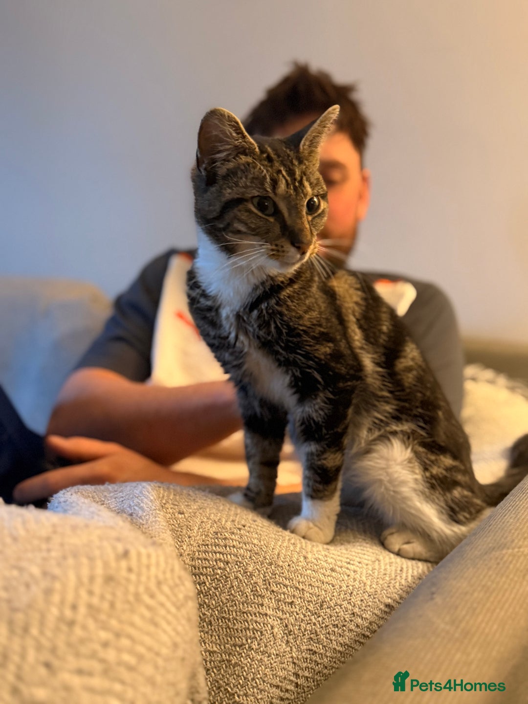 Mixed Breed cats for sale: Young tabby looking for her forever home  - Advert 5