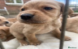 Cockerdor dogs for sale: Labrador X Cocker Pups  - Image 5