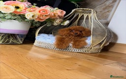Toy Poodle dogs for sale: Asian micro poodle Boy - Image 21
