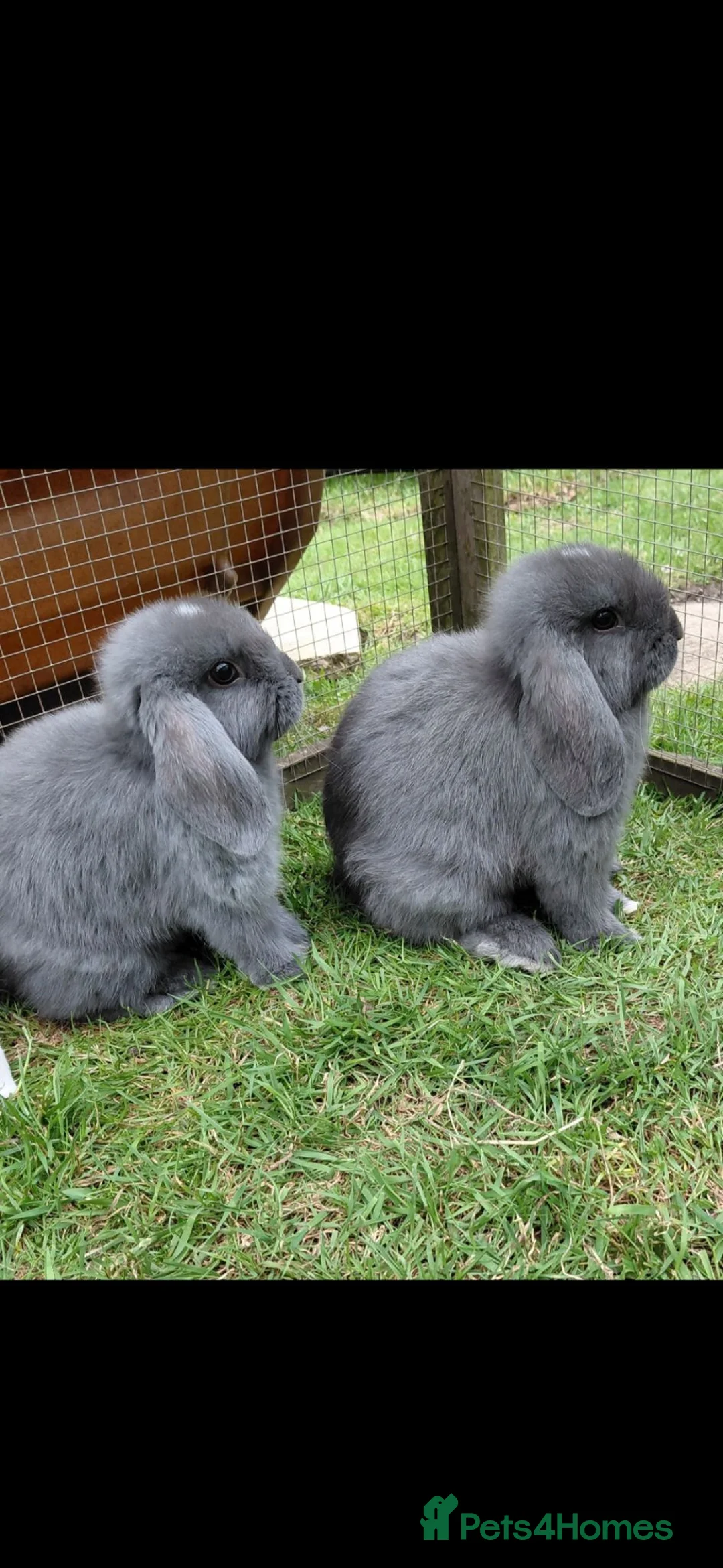 Mini Lop rabbits for sale: 2 mini lop boy babies ready now - Advert 1