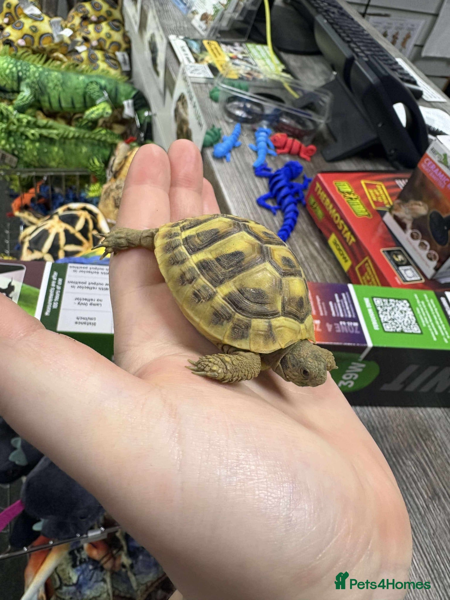 Tortoise reptiles Female tortoise  - Advert 5